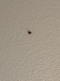 Lady bug in room