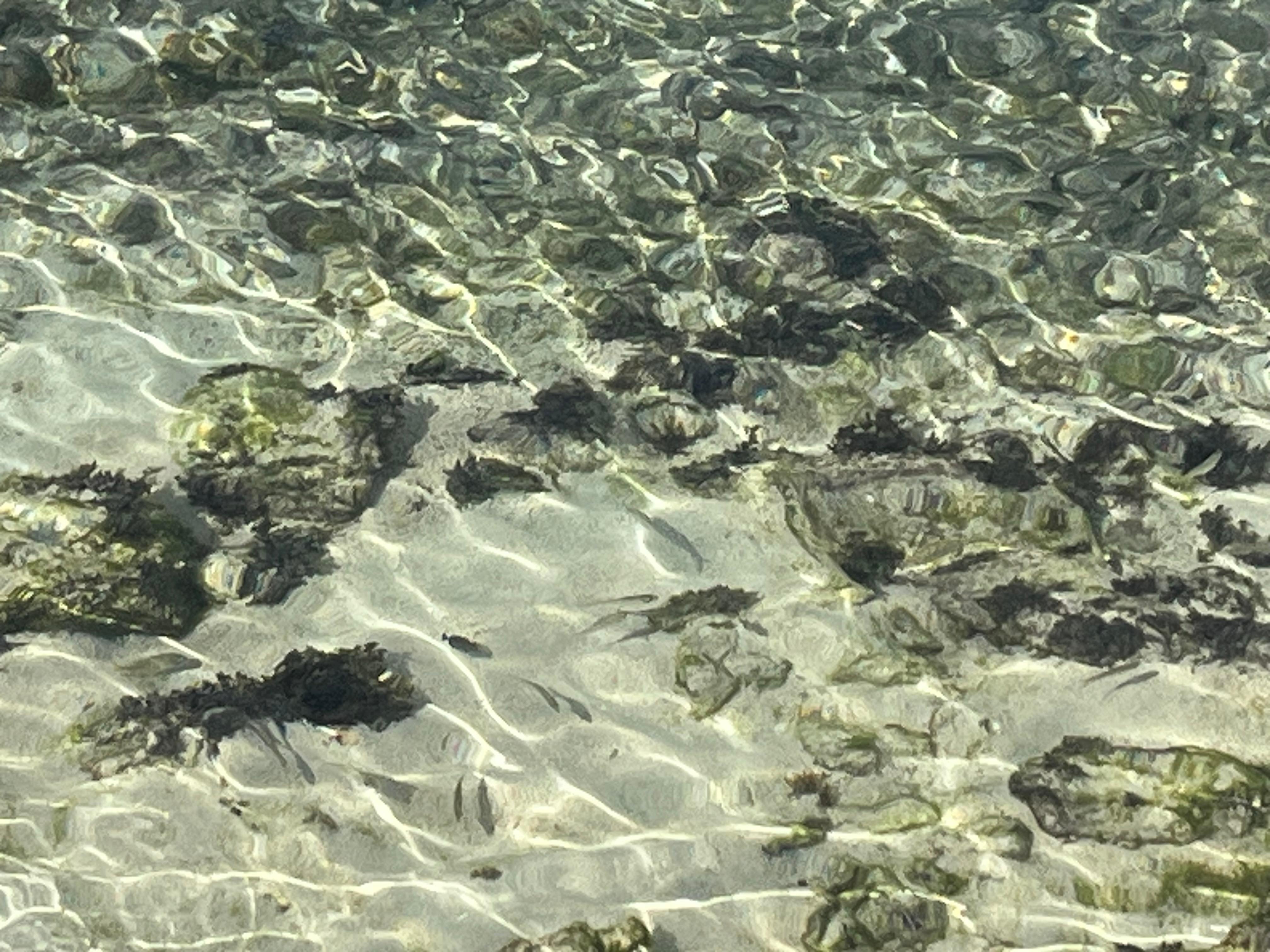 Too many fishes and clean water seen from shoreline