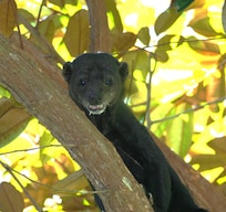 Tayra with a sticky fruit smile