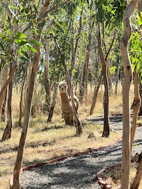 Alpaca grazing