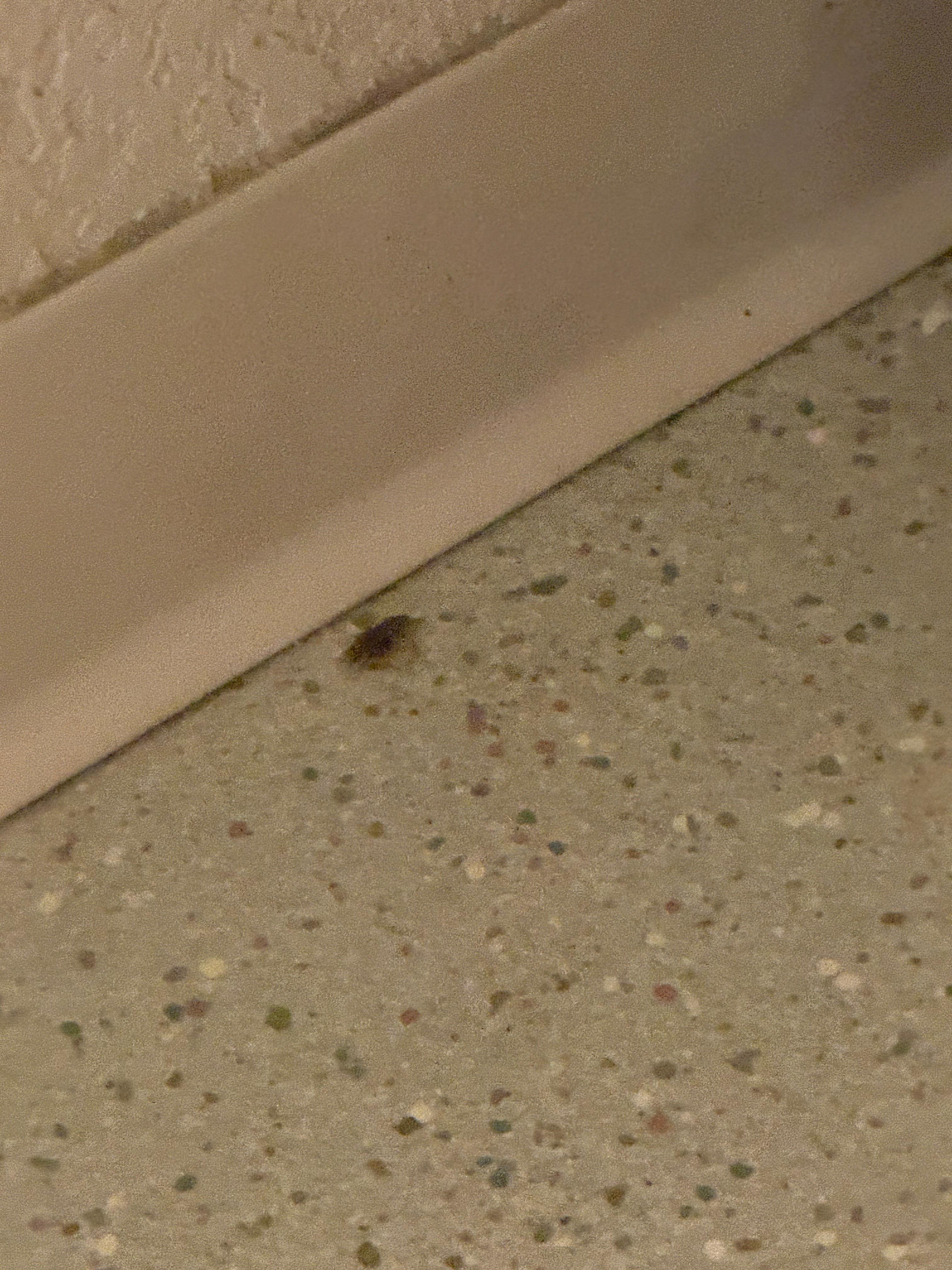 The smell in the room gave me a headache, I literally paid for a week and slept in my car after the first night