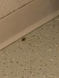 The smell in the room gave me a headache, I literally paid for a week and slept in my car after the first night