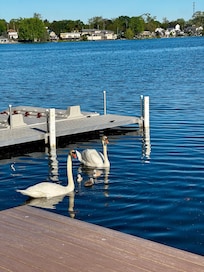 Visited by a beautiful Swan family
