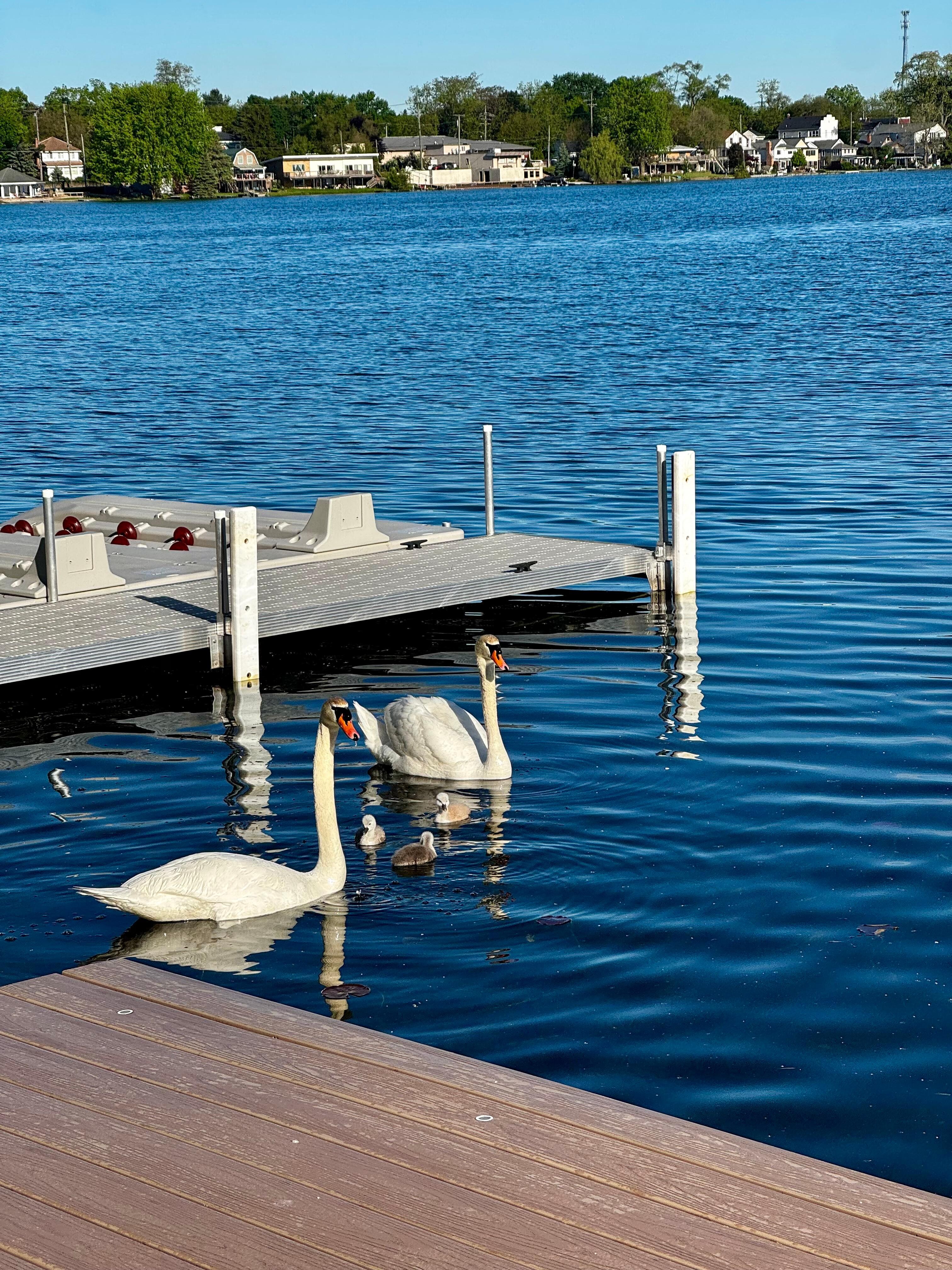 Visited by a beautiful Swan family 