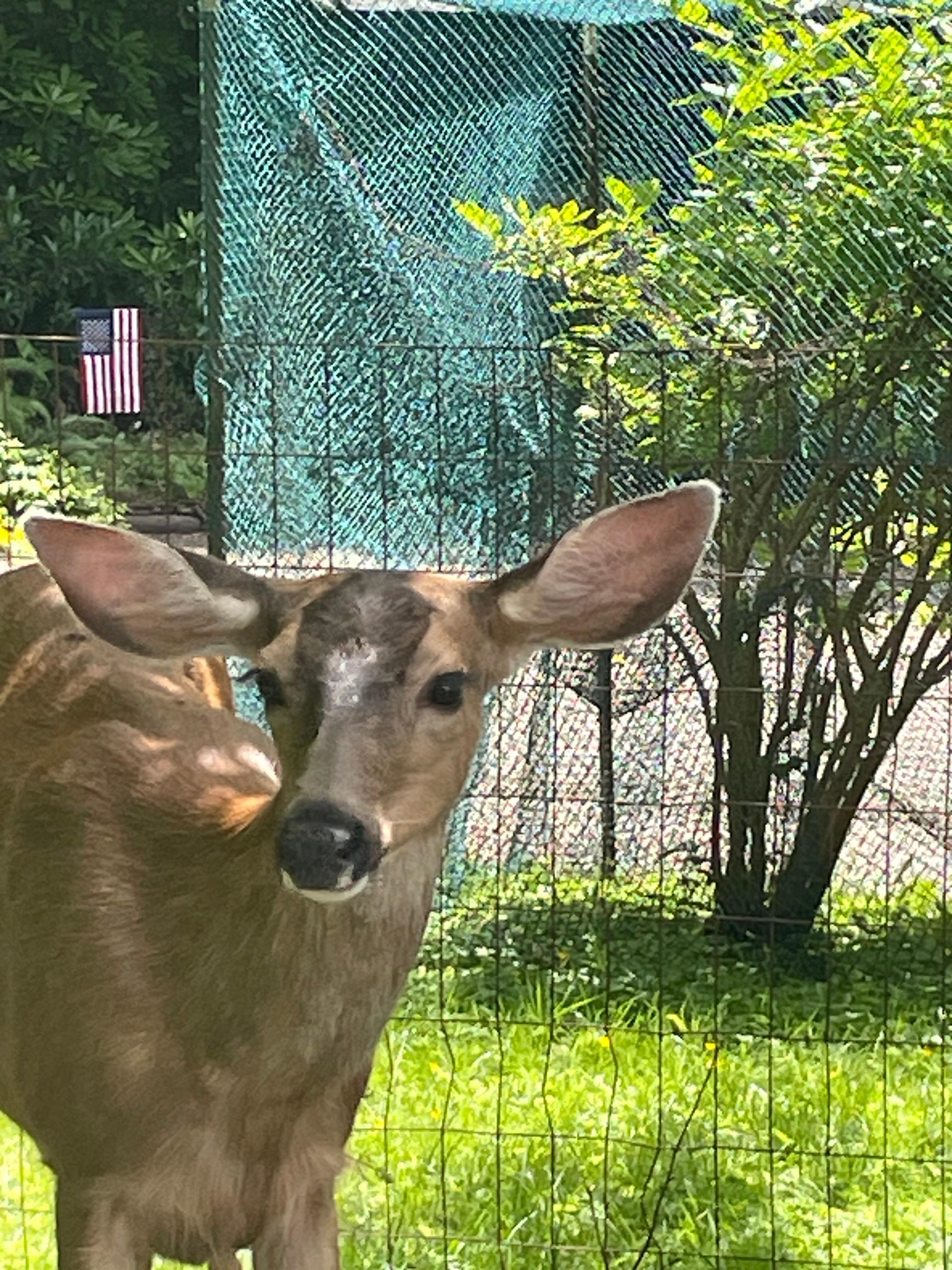 Our friendly visitor.  We also saw a buck the first day we were there.