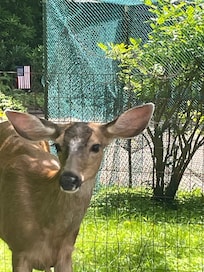 Our friendly visitor.  We also saw a buck the first day we were there.