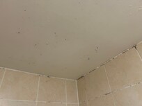 Shower mould