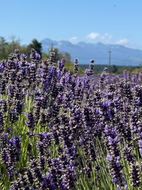 Sequim lavender field