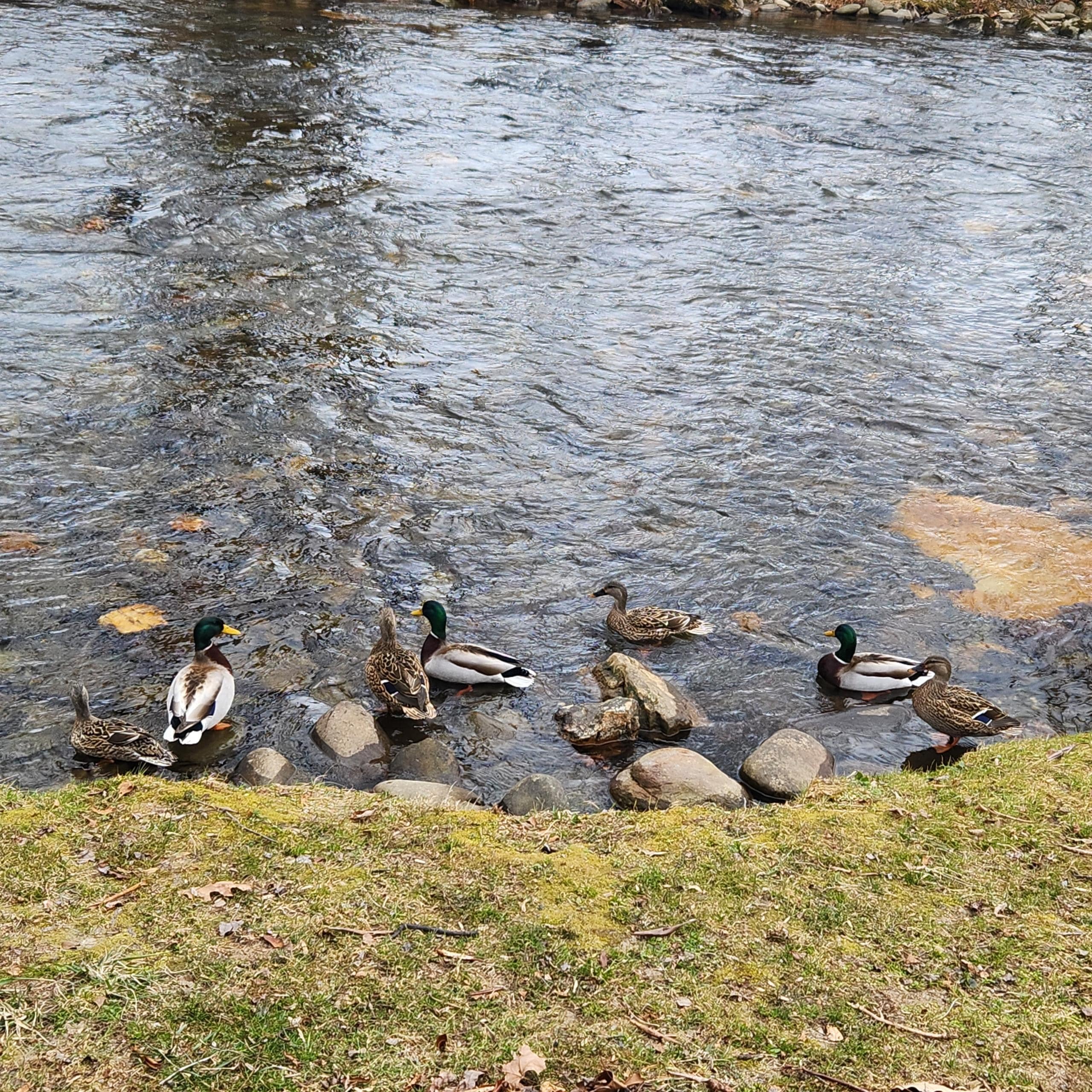 Surprise visitors in the creek