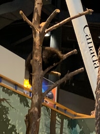 Porcupine in tree at Science North