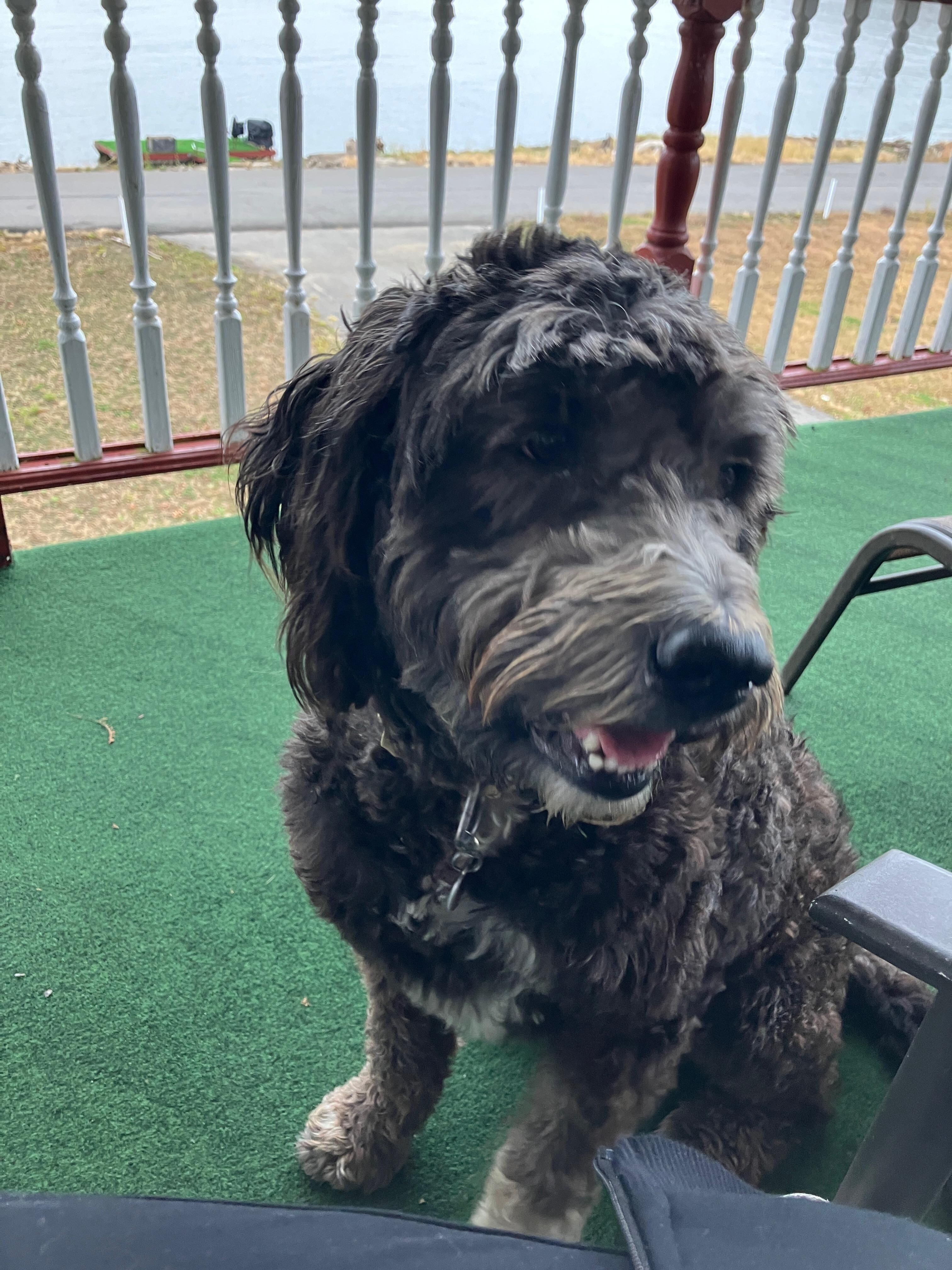 “Forest”—neighbor dog