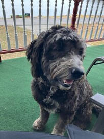 “Forest”—neighbor dog