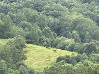Horses grazing across the valley