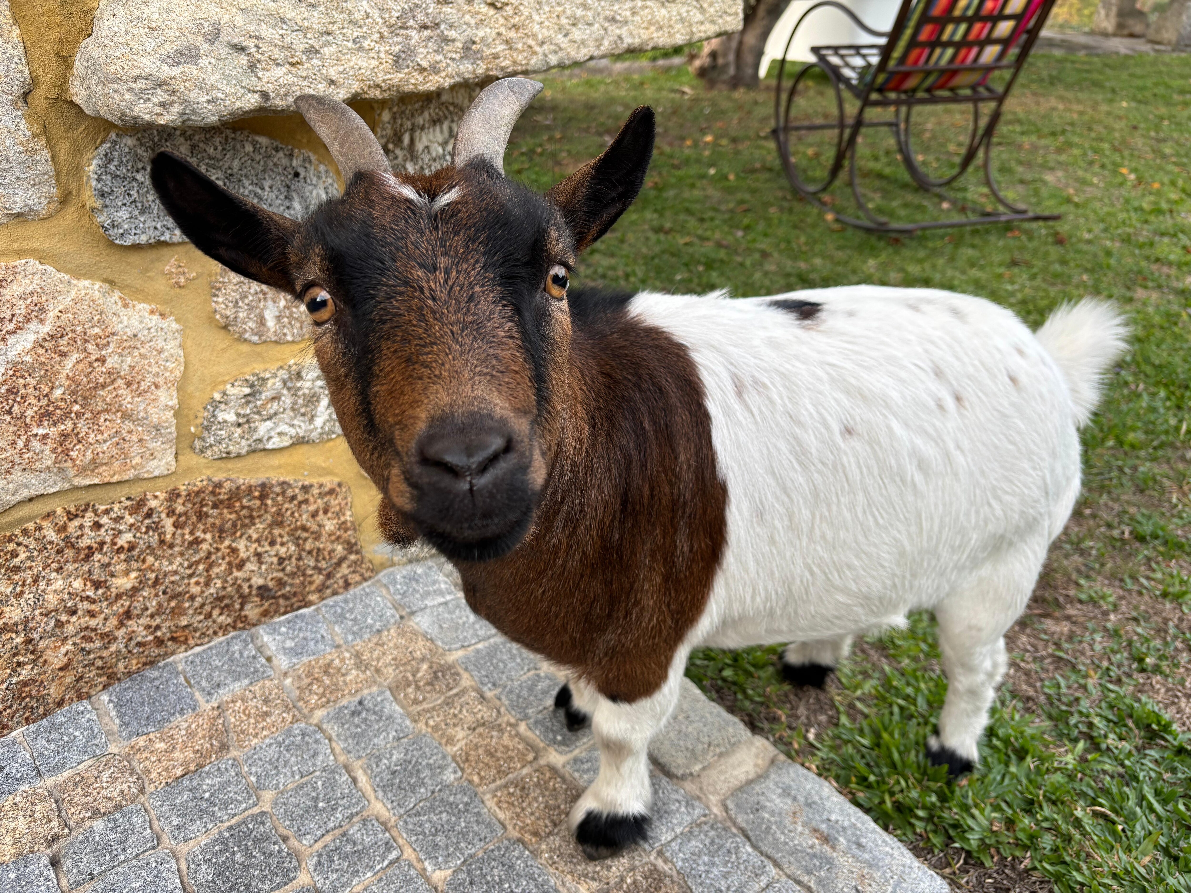The pet goat was very friendly as well