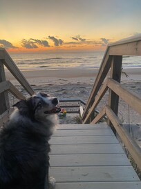 Pet friendly