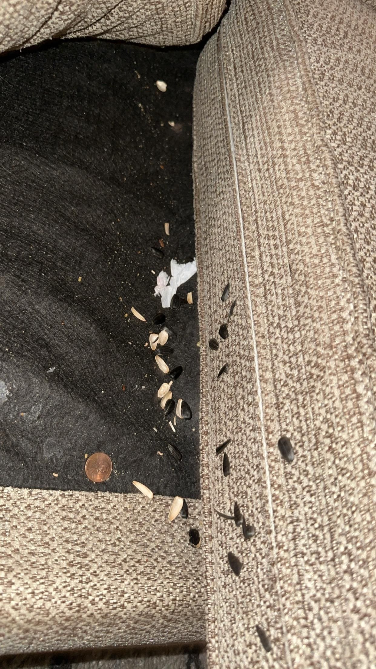 Sunflowers seeds found in all furniture