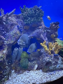 A portion of the aquarium, photo taken from my bed. So cool!