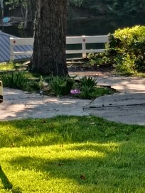 Party balloons and trash