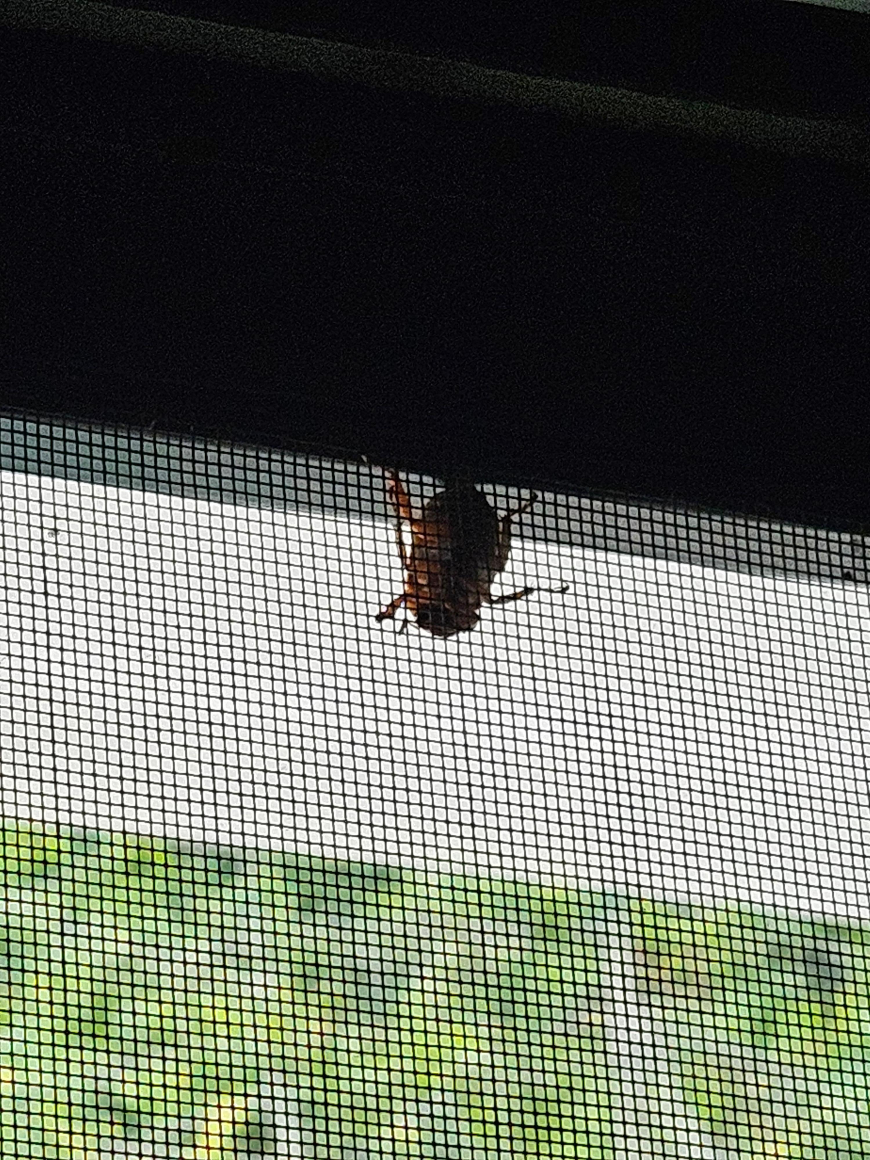 Bee on screen