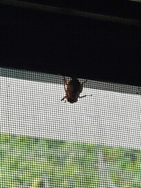 Bee on screen