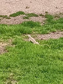 Made a friend