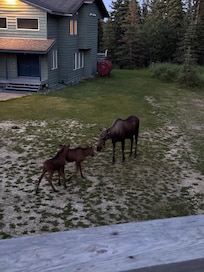 Moose and her babies in the back yard.