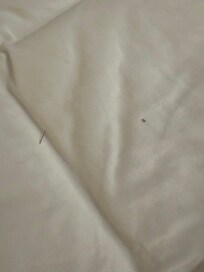 Dirt in bed