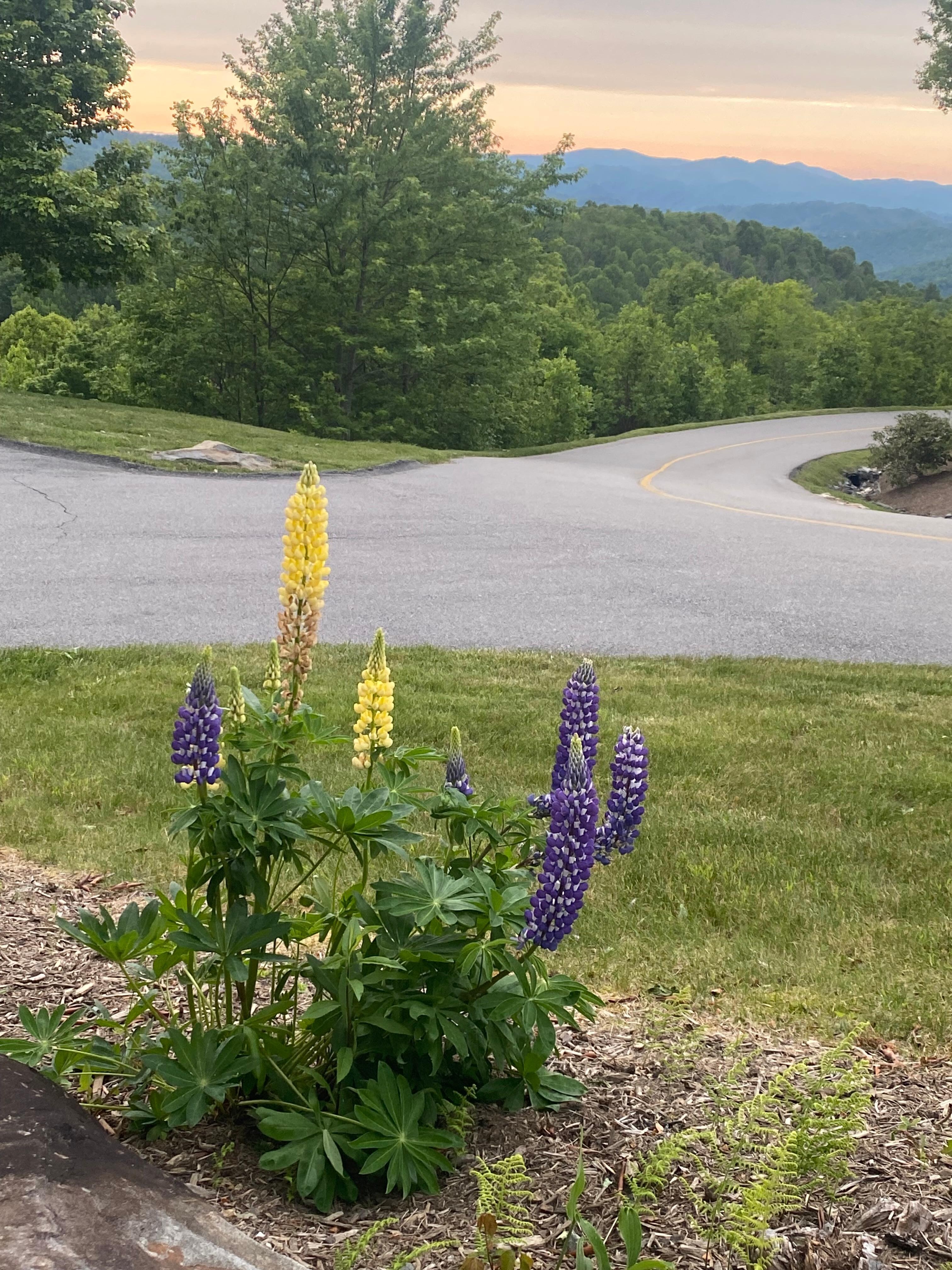 Walk in the neighborhood
