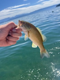 They provided fishing poles and dock access for us to catch a few fish!