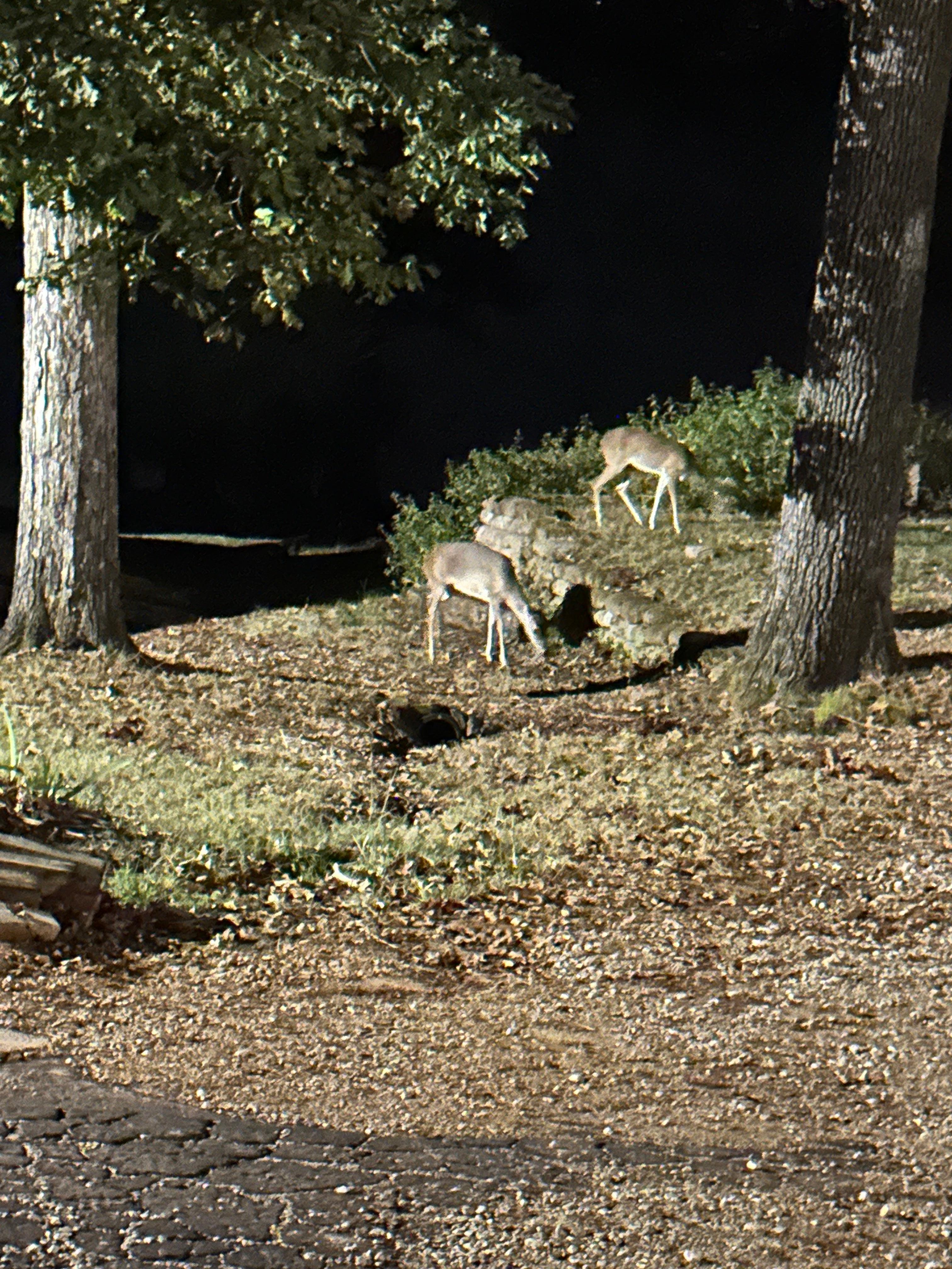 My night time friends 