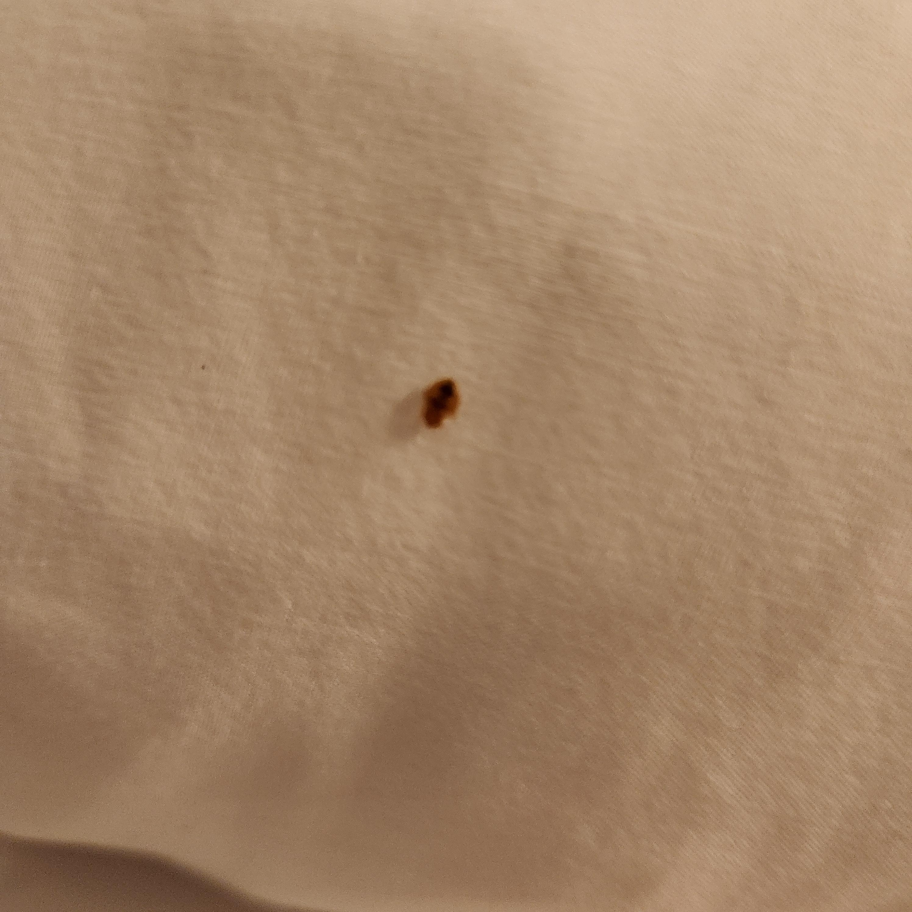 Bed bugs.