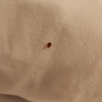 Bed bugs.