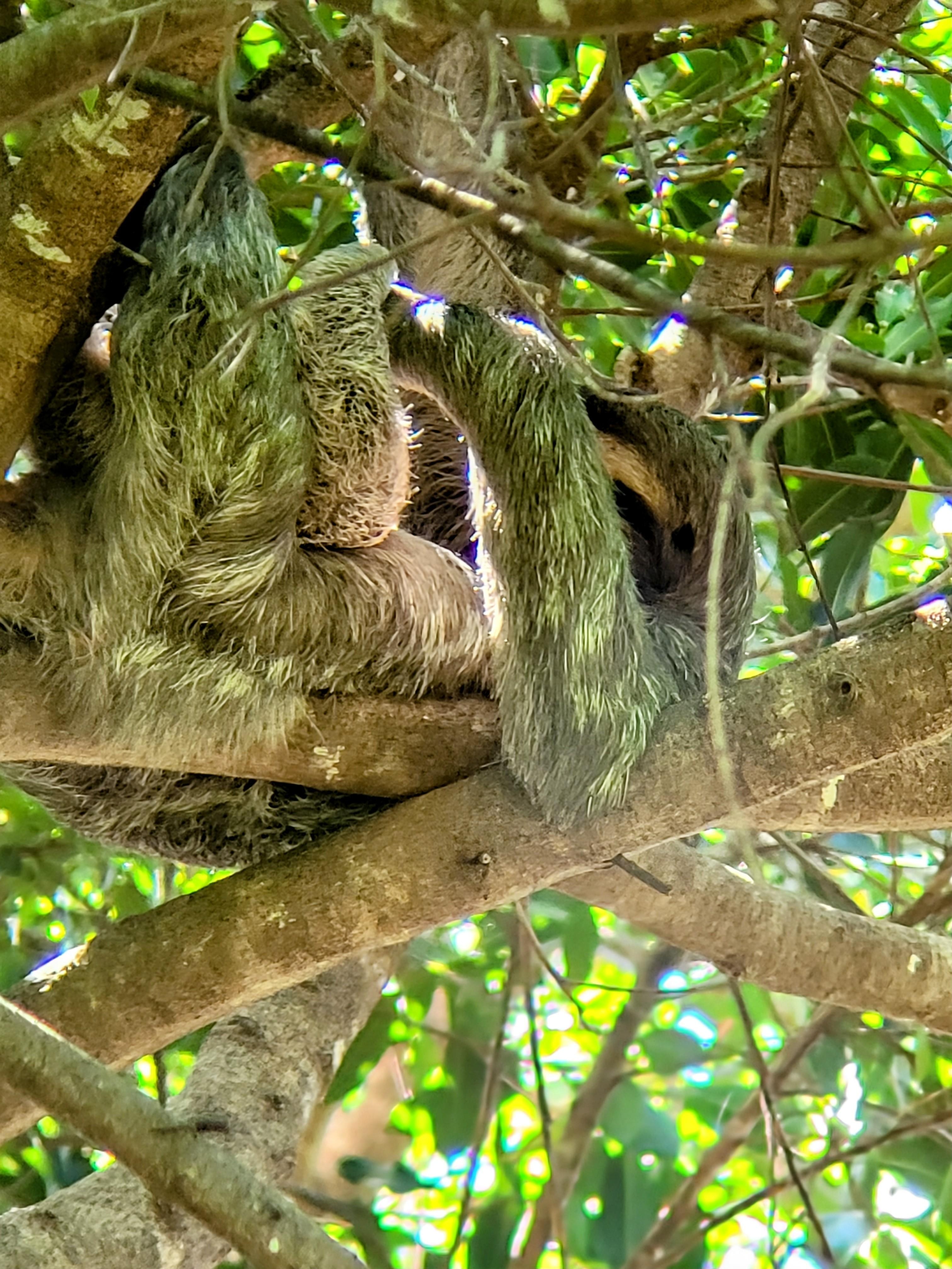 Mama and baby sloths
