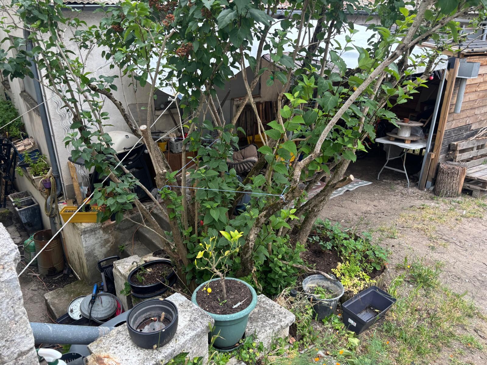 garden??
