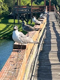 Our feather friends stealing pop corn from the turtles.