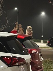 There was an owl in the parking lot!