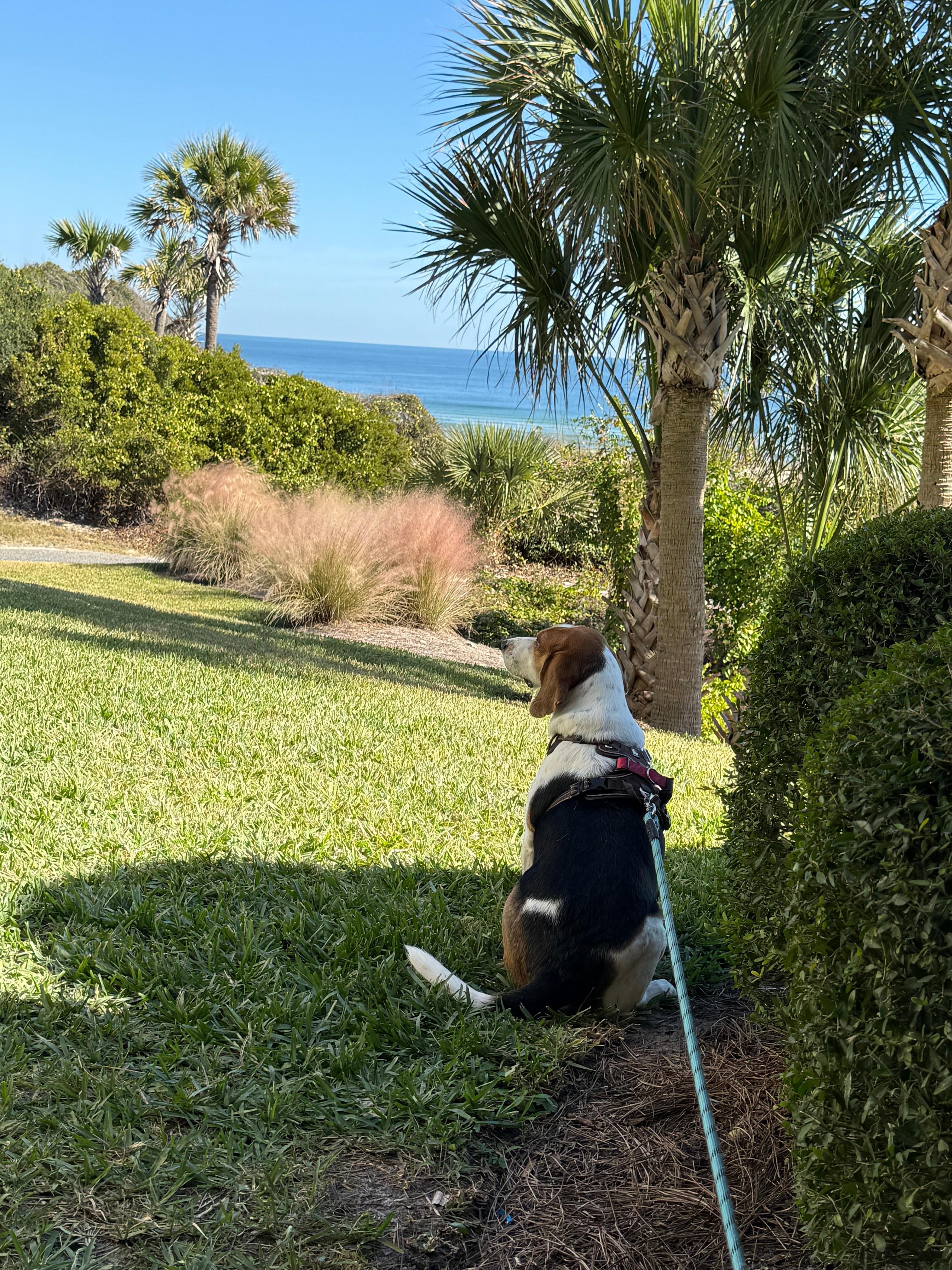 Gracie Mae’s favorite spot!