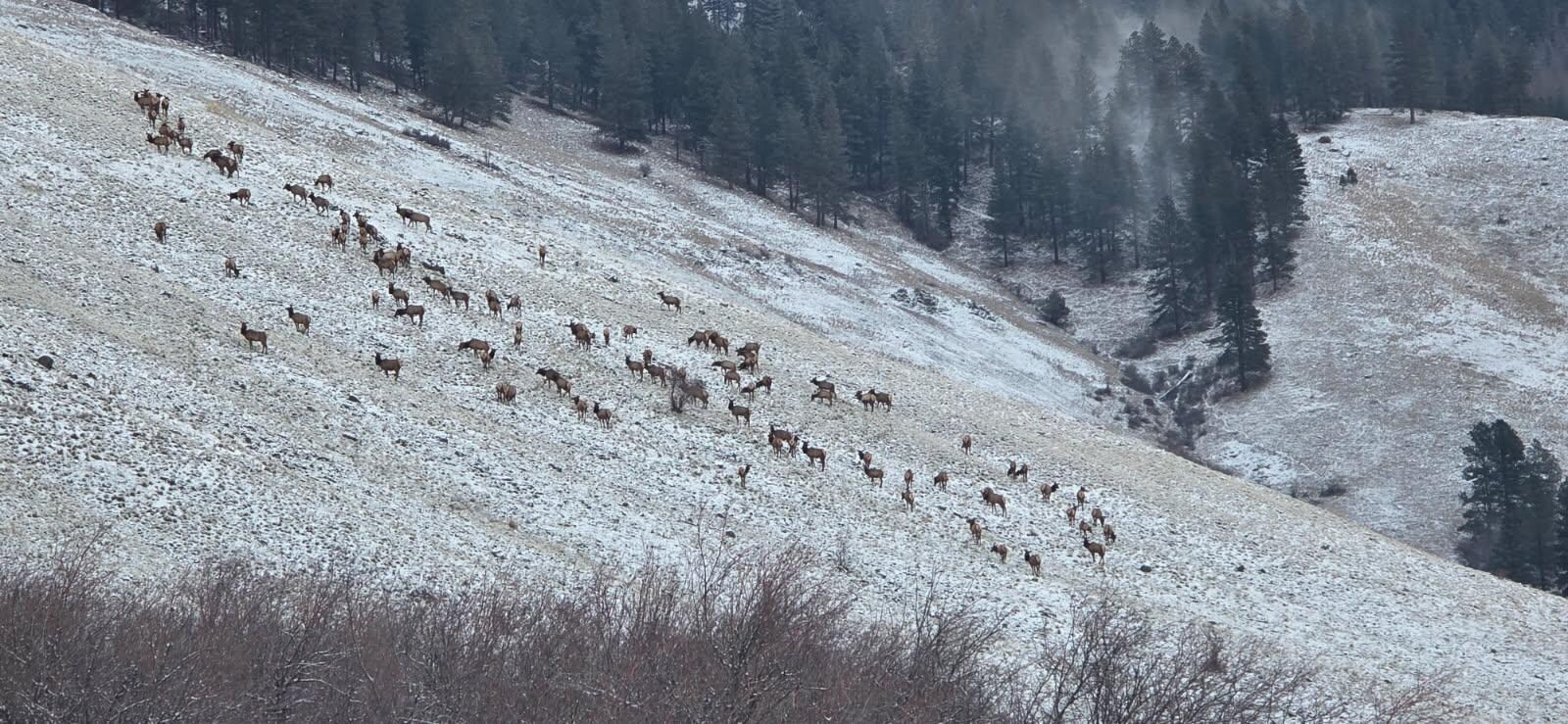 Morning elk crossing! 