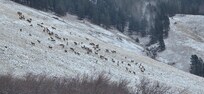 Morning elk crossing!