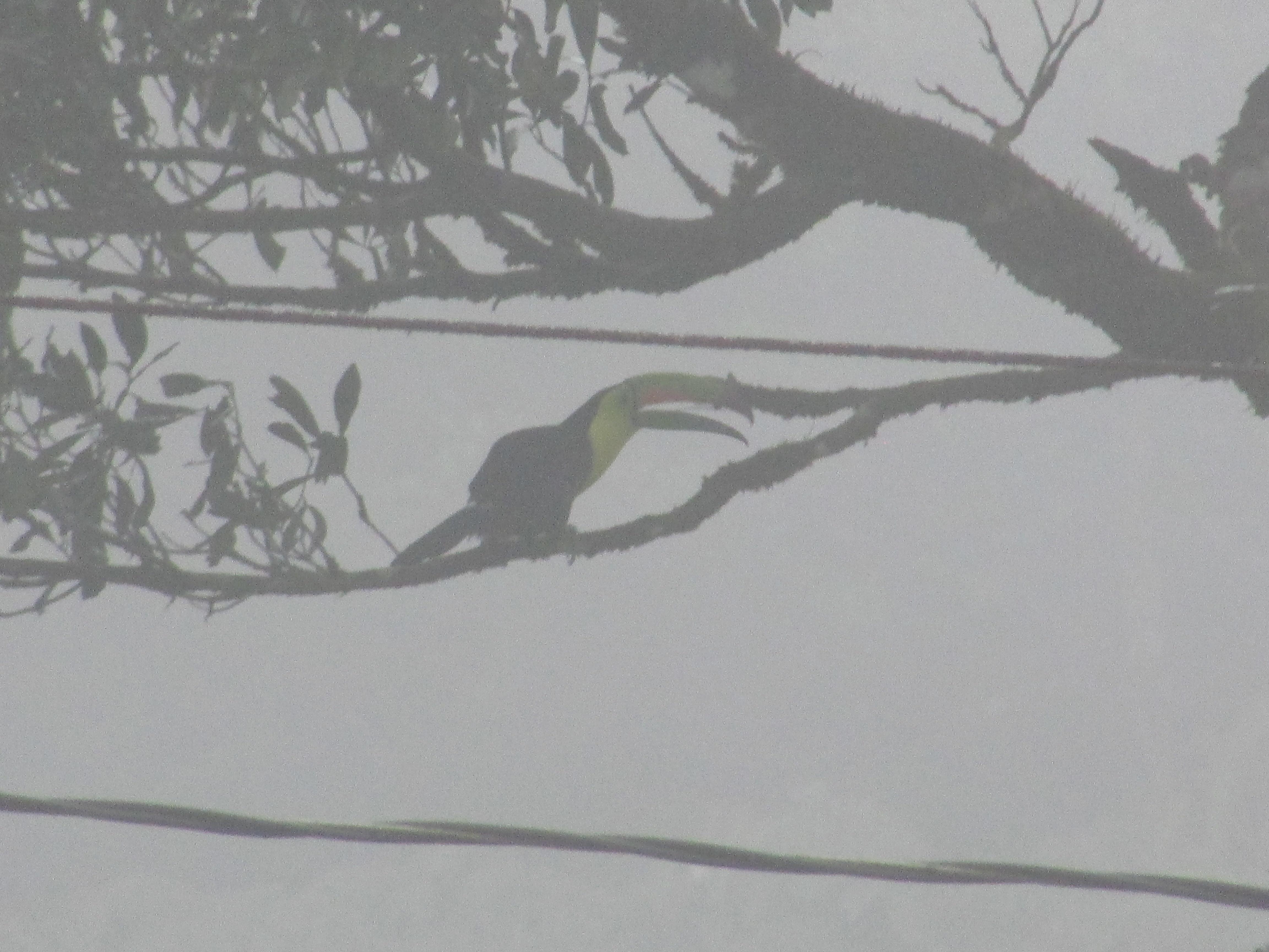Amazing Toucans right on Property - enjoy all the flora and fauna!