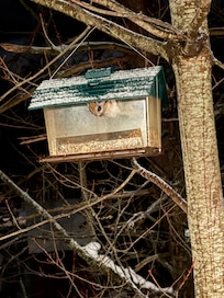 Our baby squirrel visitor at night.
