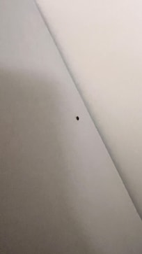More bed bugs.