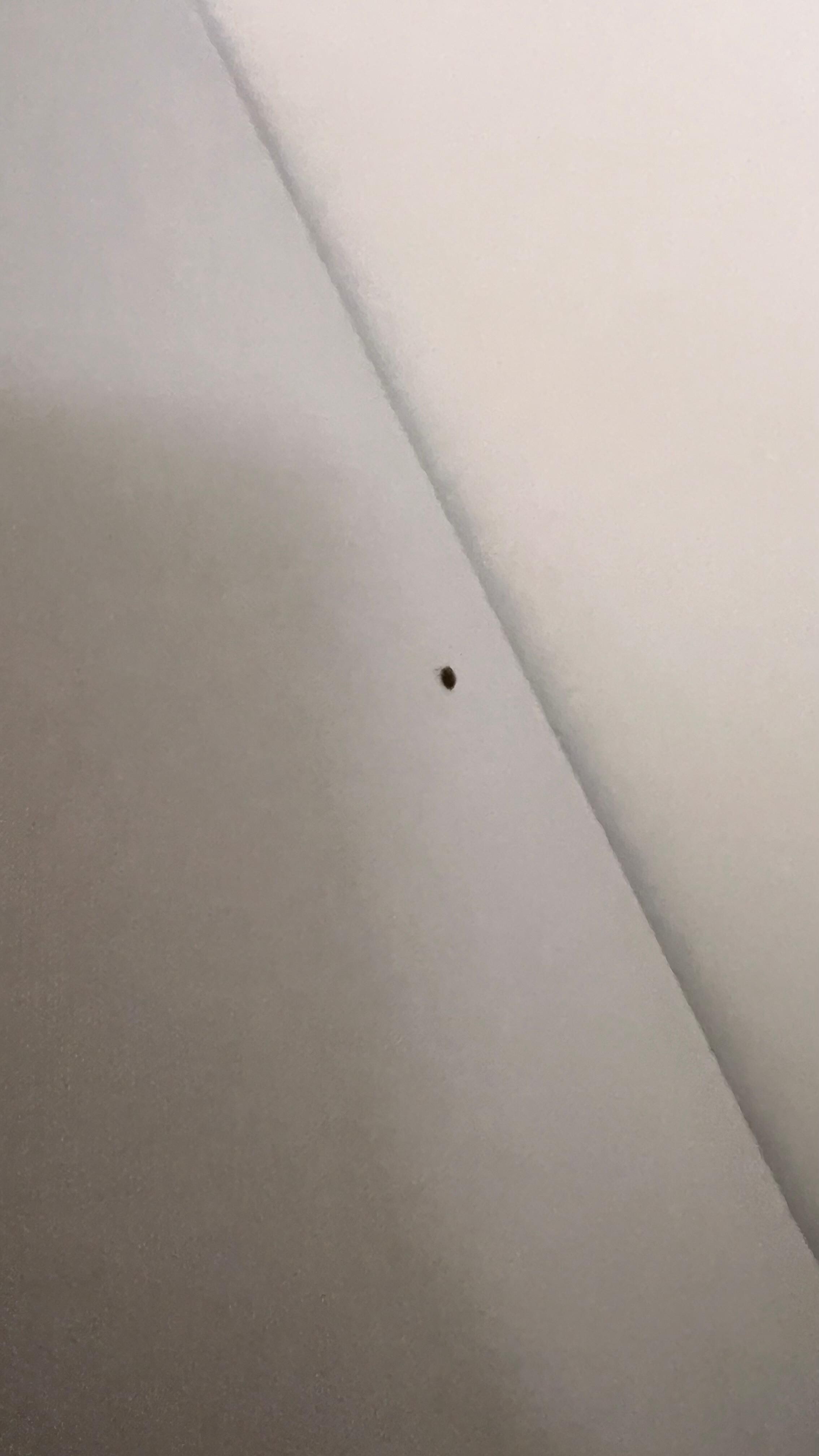 More bed bugs.