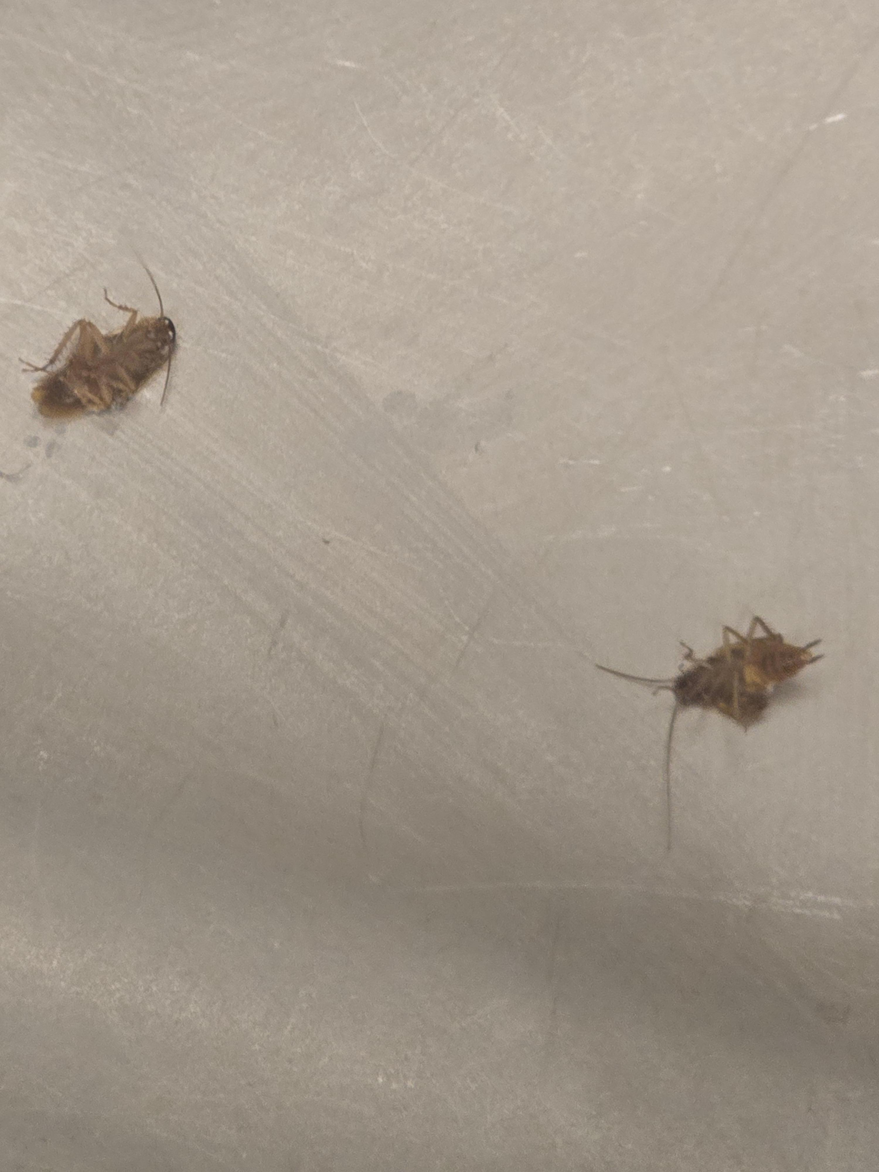 Disgusting as disgusting gets