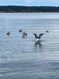 Birds were abundant.
