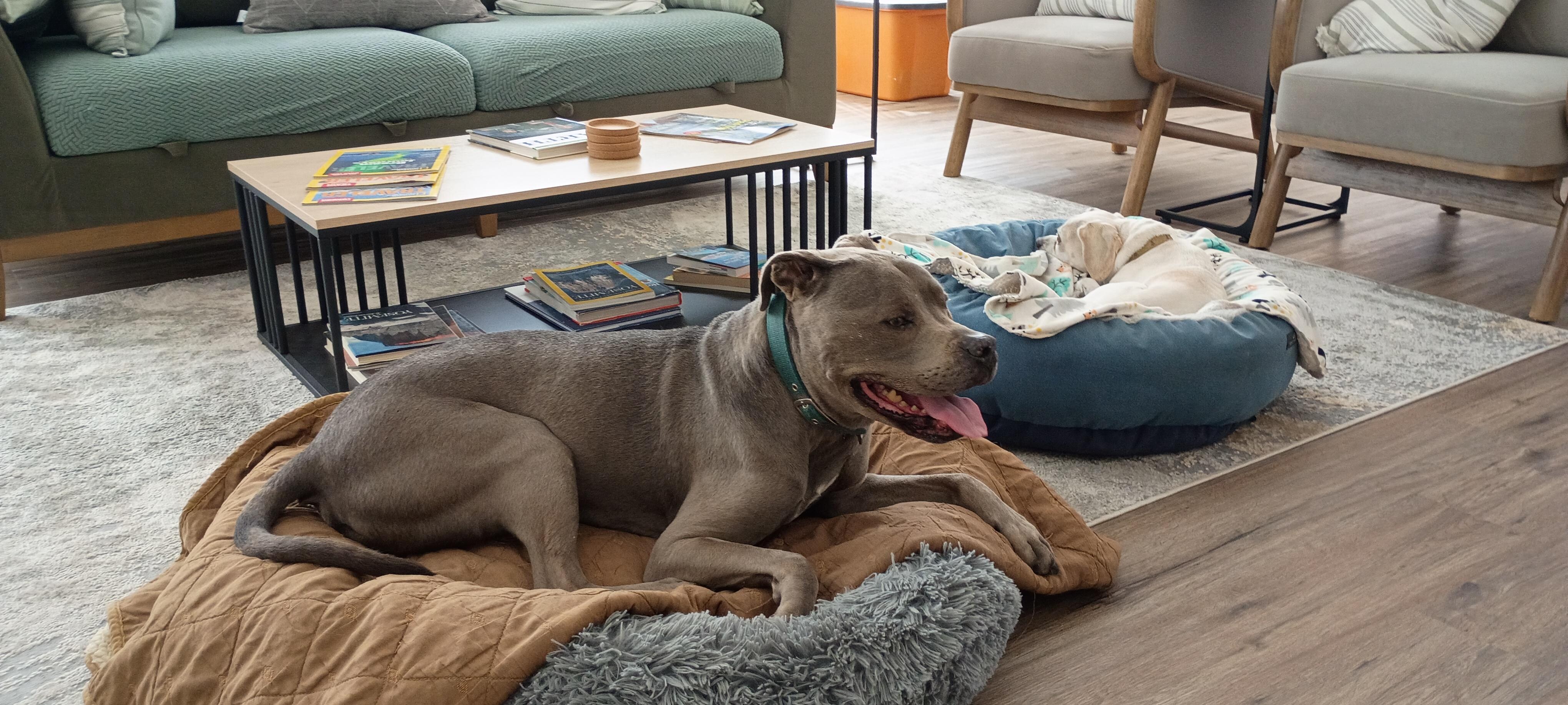 Pups chillaxinnnnnn after their nice walk around the property's serene neighborhood. 