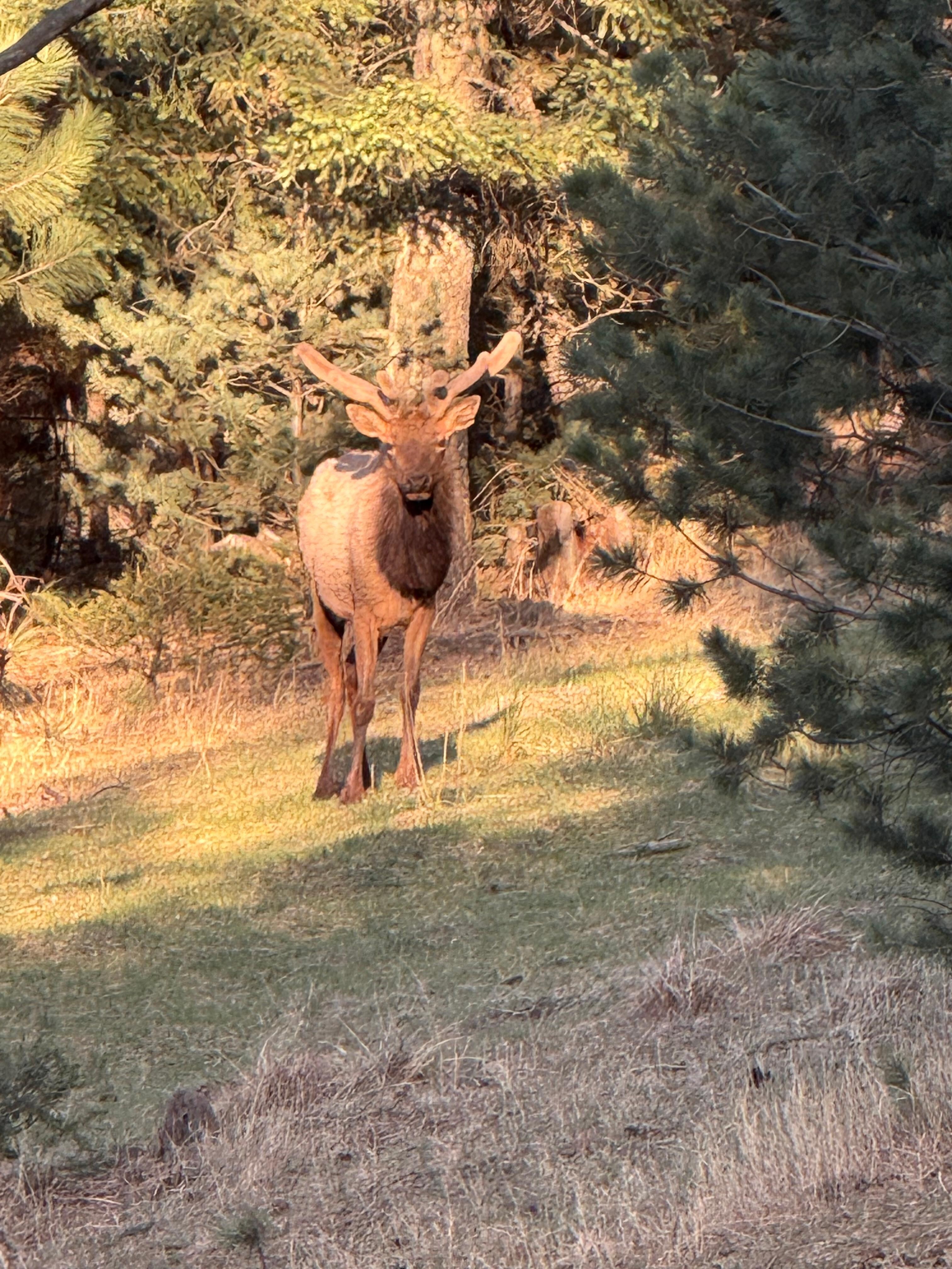 One of several elk grazing in the evening