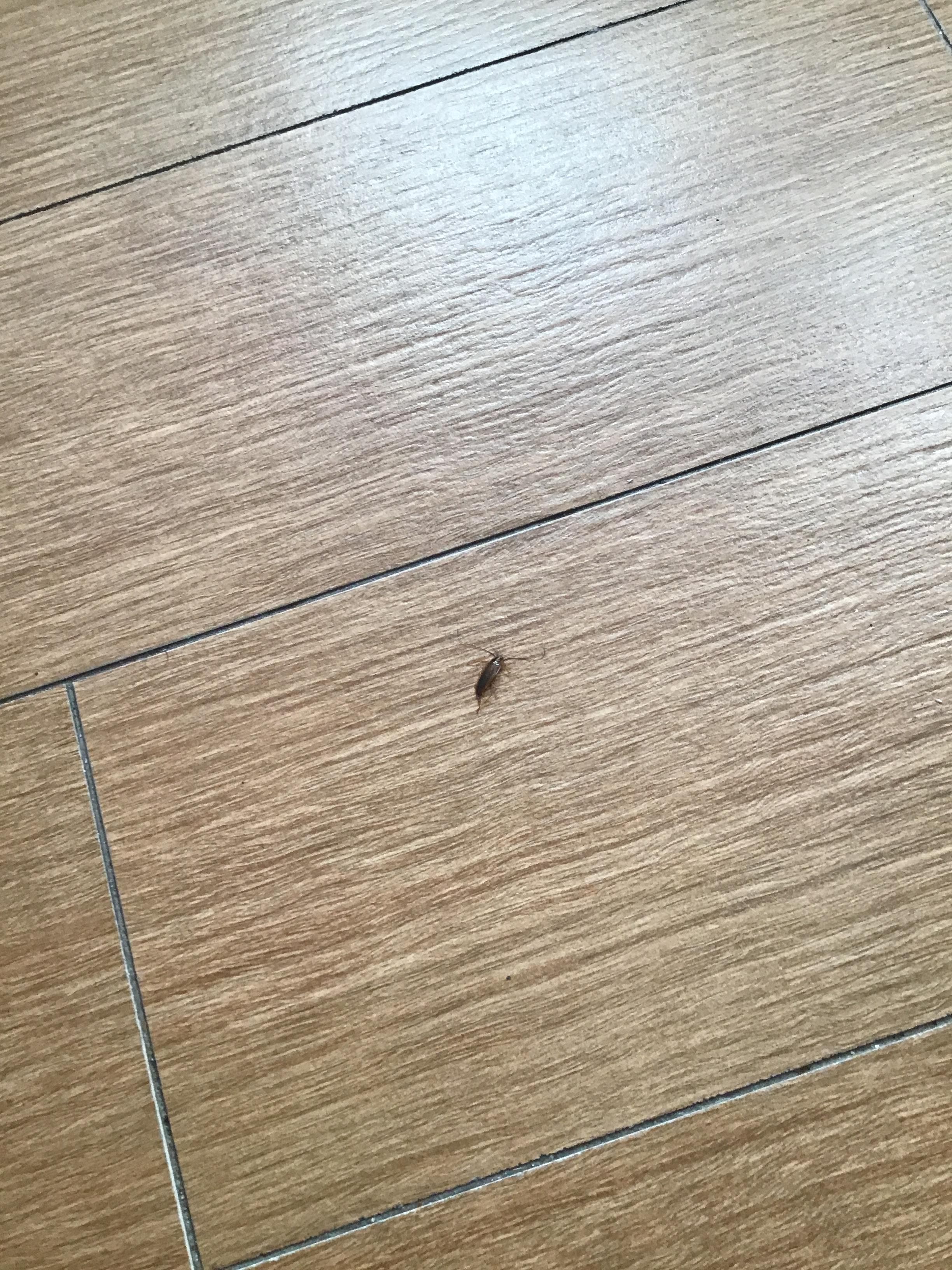 One of many cockroaches killed 
