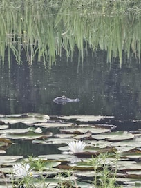 One of the little gators