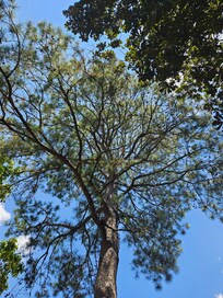 The Moon Tree